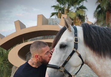 El negocio millonario de los caballos, la pasión que une a Sergio Ramos con Maluma