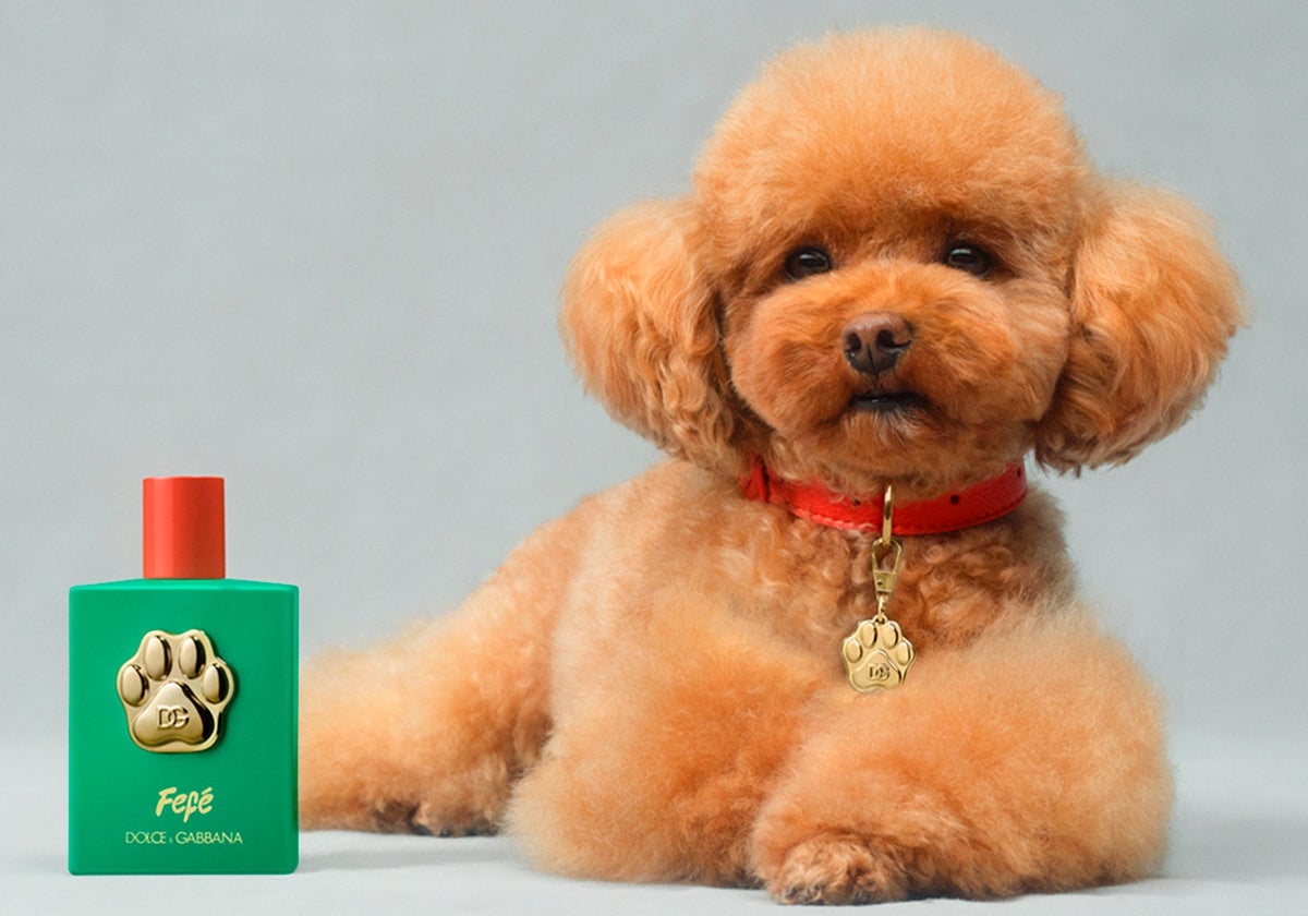 Dolce & Gabbana ha lanzado el perfume para perros 'Fefé'.