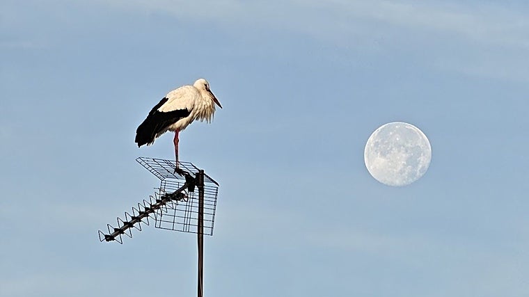 Imagen capturada con 20 aumentos