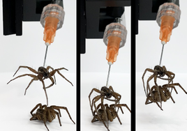 Las aplicaciones crecientes de los 'necrobotics', convertir cadáveres de arañas muertas en robots biohíbridos