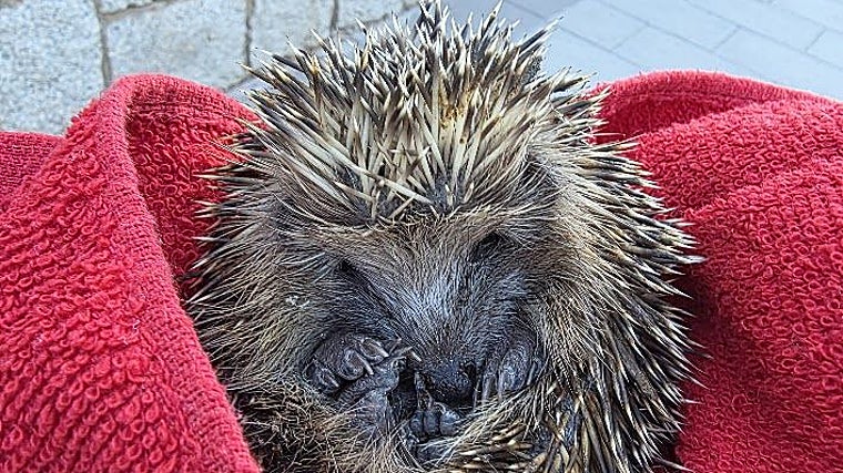 Con la cámara principal