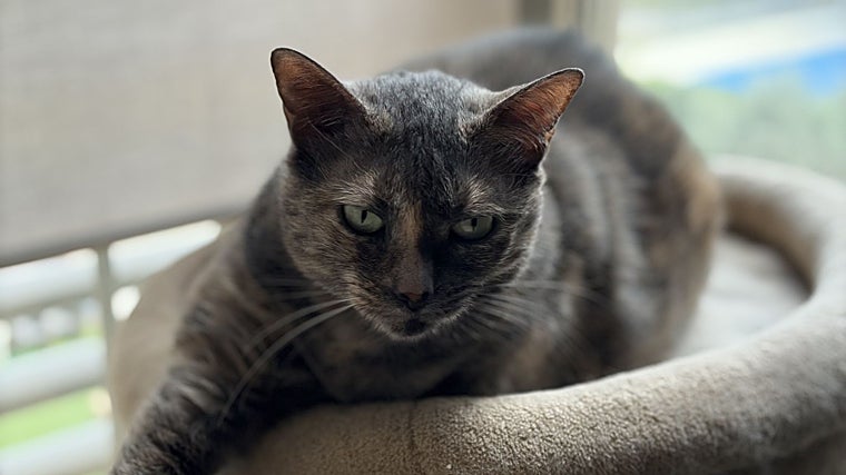 Imagen capturada con el modo retrato