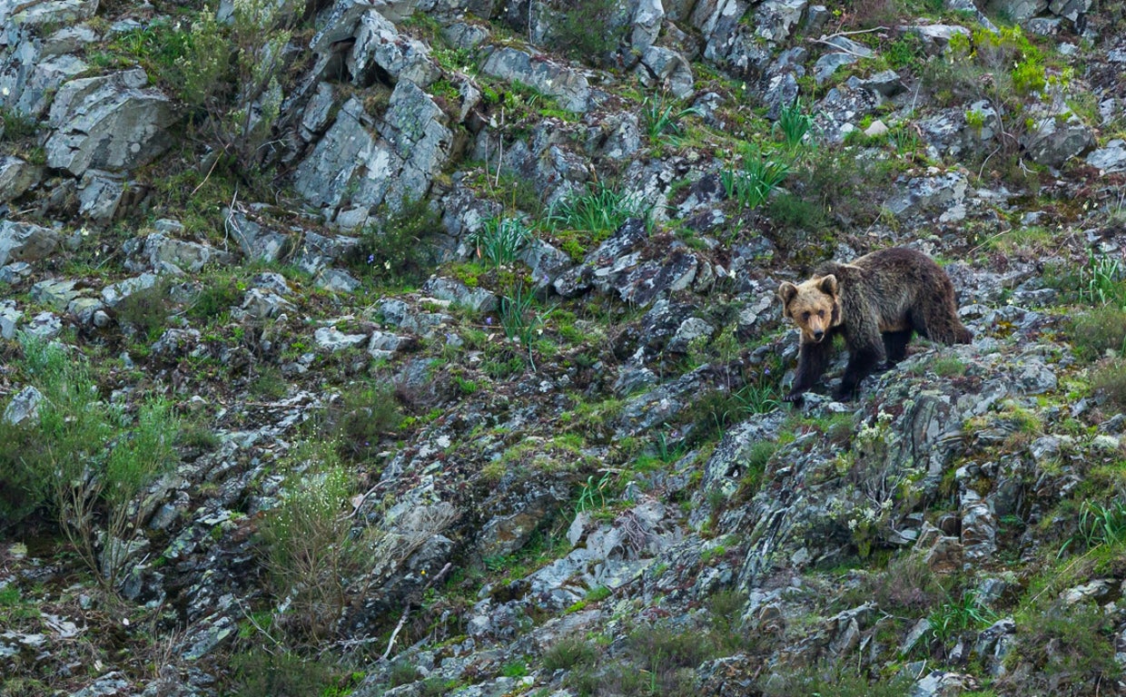 Un oso en el parque natural de las Fuentes de Narcea, Degaña e Ibias