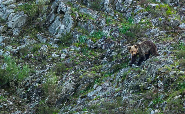 Las montañas de Asturias donde ver al oso pardo en libertad
