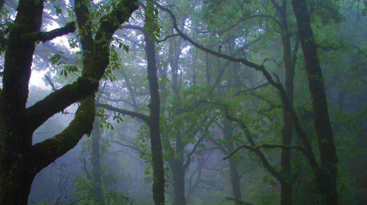 La Sauceda, un auténtico pulmón verde en pleno parque natural de Los Alcornocales
