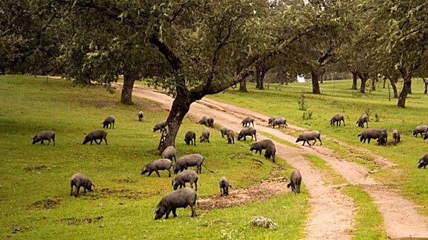 Valle de los Pedroches