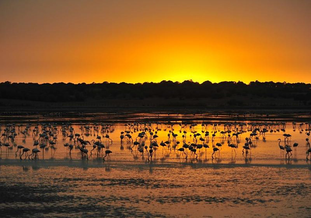Atardecer en Doñana