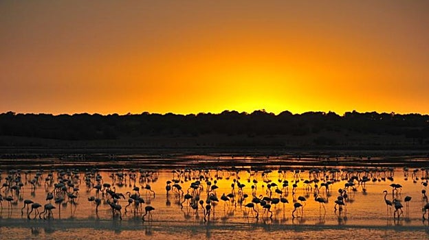 Atardecer en Doñana