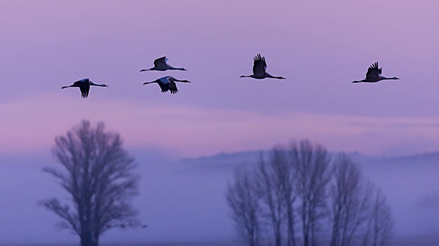 Grullas en Gallocanta