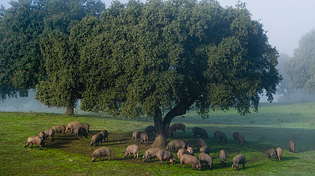 Imagen de la montanera en Hábitat Cigüeña Negra