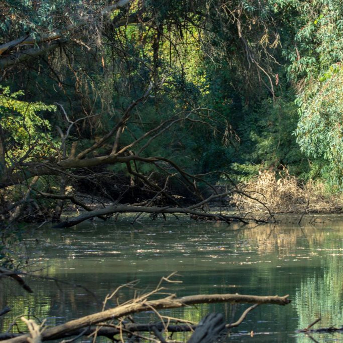 En ruta por el Corredor Verde del Guadiamar, tocar la naturaleza a veinte minutos de Sevilla capital