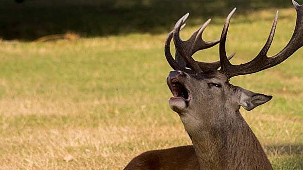 Un ciervo en la berrea
