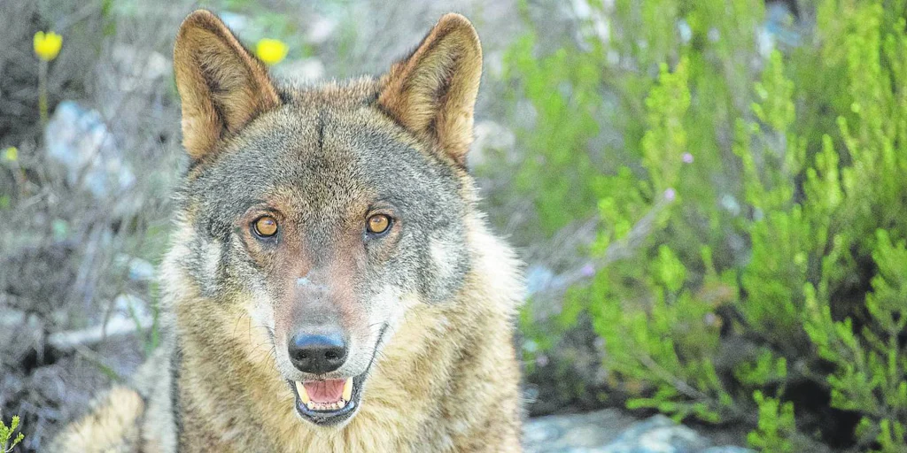 Dónde y cómo adentrarse en la cuna del lobo ibérico