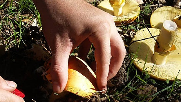 Las actividades en la naturaleza son uno de los principales atractivos con los que cuenta la localidad de Linares de la Sierra