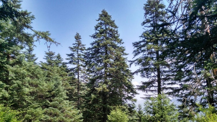 Los Reales de Sierra Bermeja, pasear en un bosque de pinsapos con vistas al Mar Mediterráneo