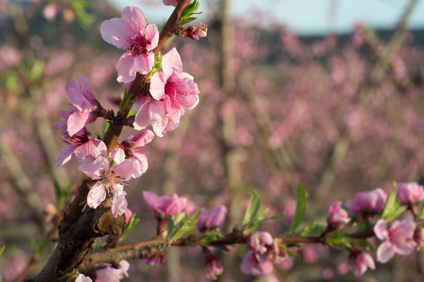 Un detalle de los tonos fucsia de la floración de los melocotoneros en Cieza. Los parajes más conocidos para ver el espectáculo son La Macetúa, El Horno, la Parra, El Elipe, Cabezo Redondo, La Brujilla, Las Cañadas, Soto de la Zarzuela, El Acho o El Olmico.