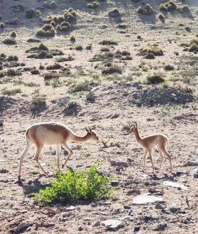 Imagen secundaria 2 - Arriba, Los Castillos de Villa Vil. Abajo, izq. El Shincal, yacimiento inca. Dcha, dos vicuñas, animal que se cría en libertad en Catamarca.
