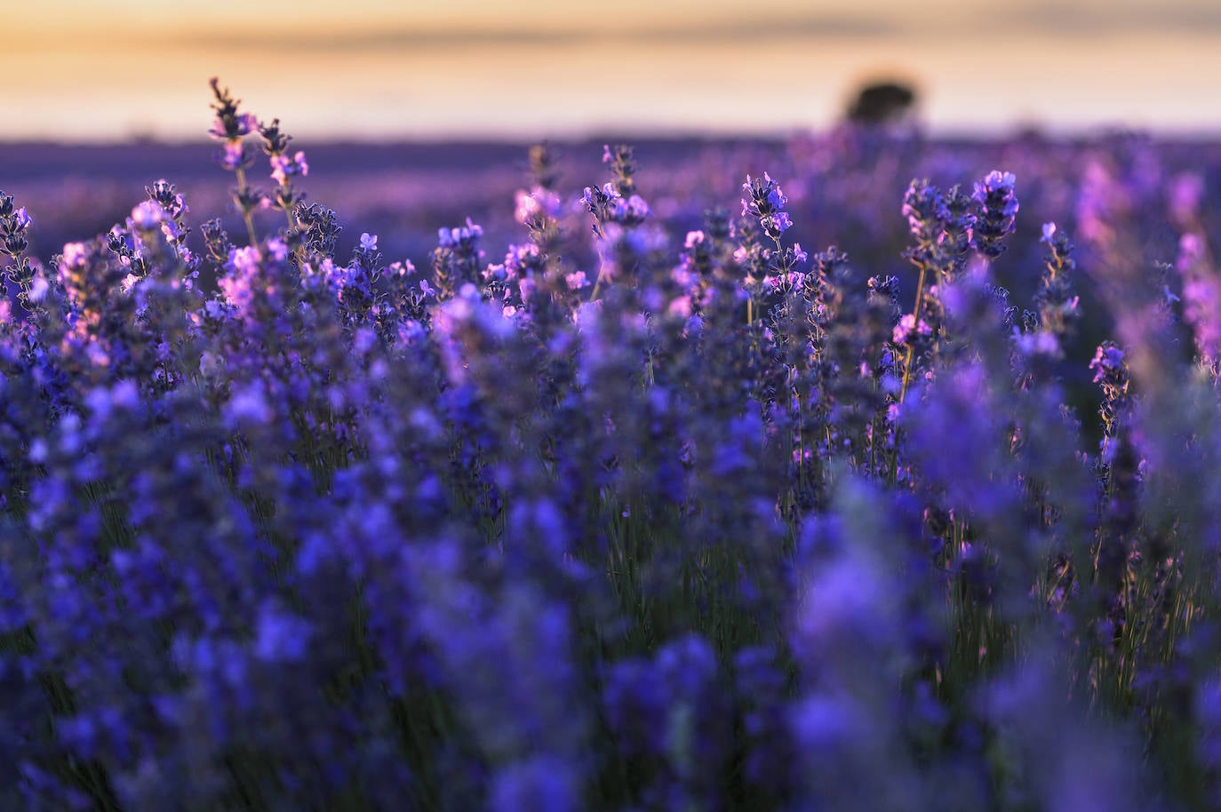 La llegada de la lavanda a Brihuega tiene varios nombres propios. El prmero, Álvaro Mayoral , maestro en los años 60, que veraneaba en Francia, y que trajo los primeros esquejes de la Provenza. También Andrés Corral , un agricultor de la zona, que comprendió que esta planta era la idónea para cultivarse en su pueblo, y un perfumista, Emilio Valeros , que fue durante treinta años nariz de Loewe, altamente considerado en el mundo de los perfumería. Sus padres tenían tierras en Brihuega. Al principio fueron unas pocas hectáreas de cultivo, luego se llegó a 600 hoy ya son cerca de mil.