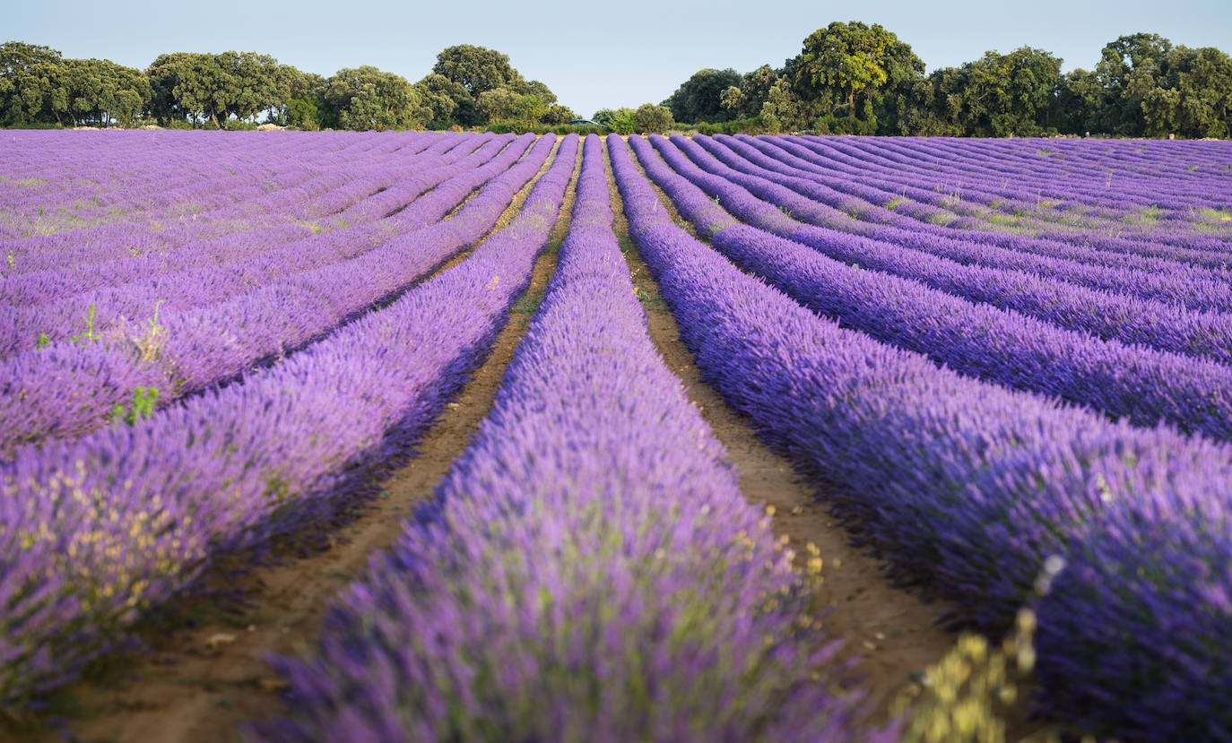 Visto el éxito, en Brihuega se construyó una planta destiladora de la esencia de la lavanda , con capacidad para más de 200 kilos a la hora, y que está considerada como la mejor equipada de Europa.