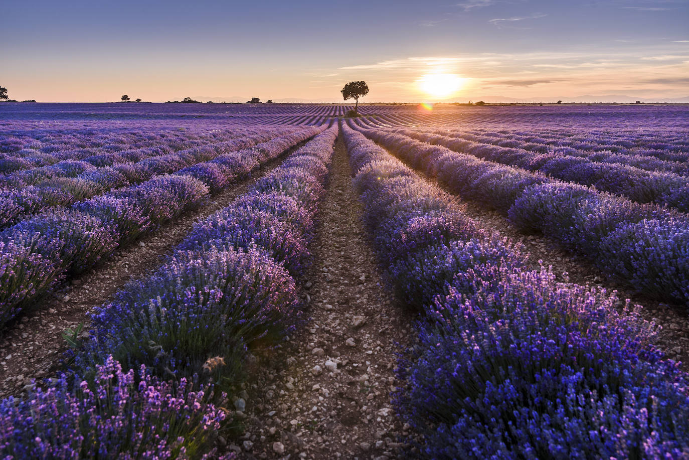 Se cultivan dos variedades: 250 hectáreas de lavanda apta para alta perfumería , cosmética, medicina y restauración, y otras 700 hectáreas de lavandín (la unión de la lavanda y del espliego) para decoración y perfumería.