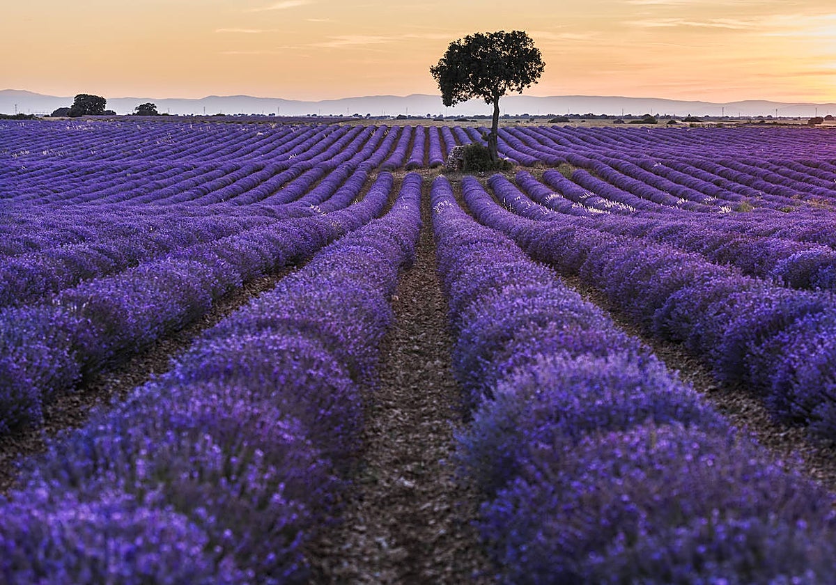 Un campo de lavanda en Brihuega, Guadalajara