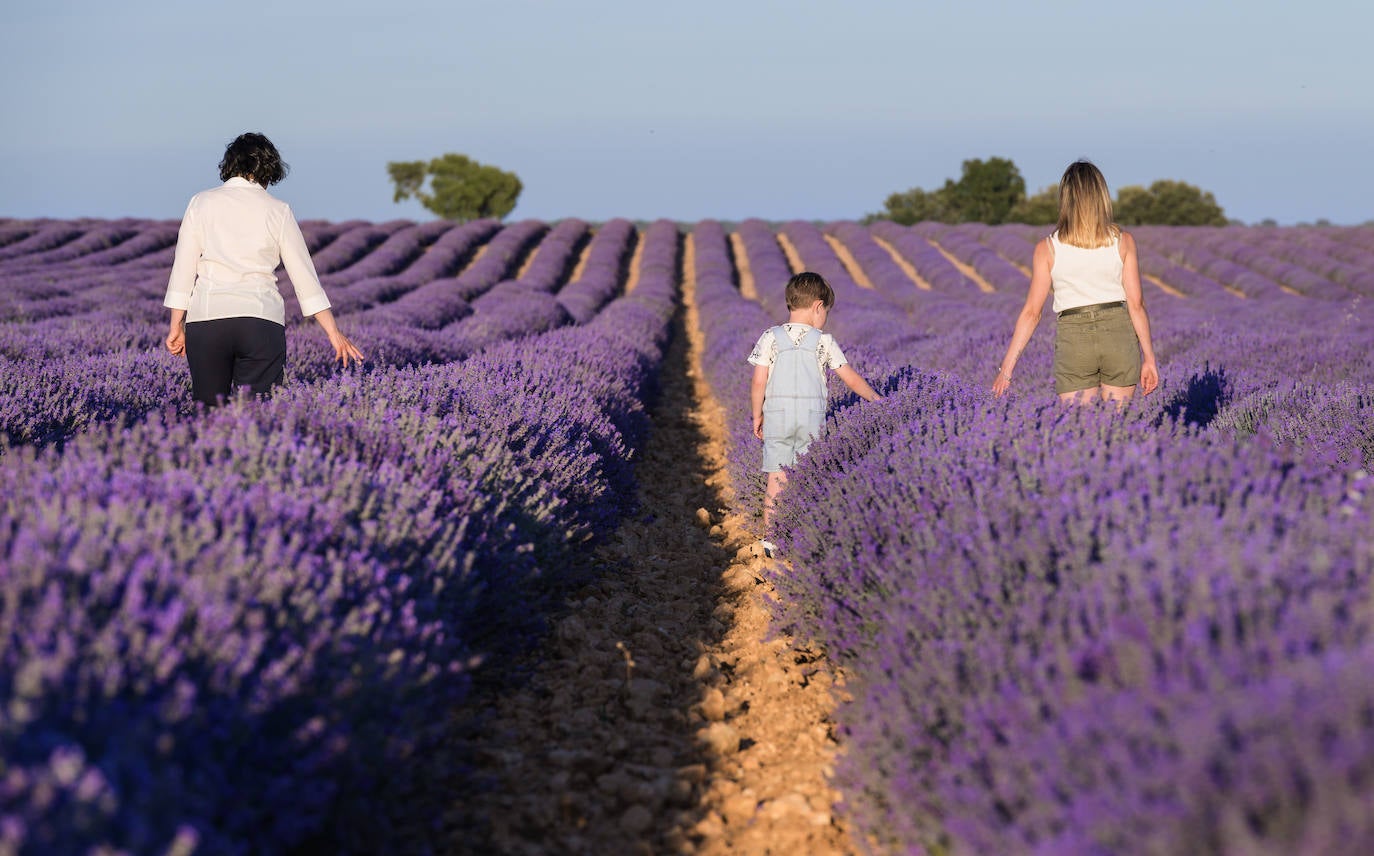 En cuanto a las características climáticas particulares de la lavanda guadalajareña, los hermanos Corral han hablado de la altitud, el suelo calcáreo y poroso así como su tradición centenaria en el extracción de los aceites esenciales en general «y su extremada calidad».