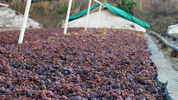 Uvas pasas de la variedad moscatel