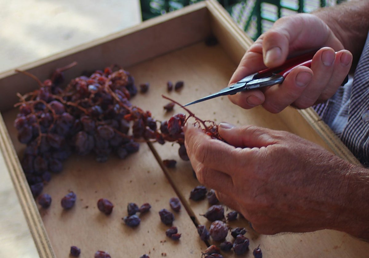 Este cultivo ha formado parte de la vida de los vecinos de la Axarquía desde hace generaciones