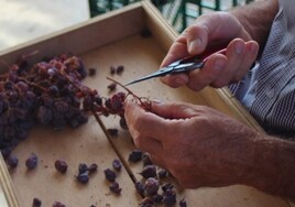 La ruta de la pasa: un viaje por la tradición vitivinícola de la Axarquía malagueña