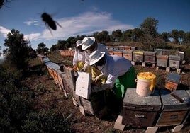 Pasa un día en compañía de las abejas visitando el museo más dulce de España