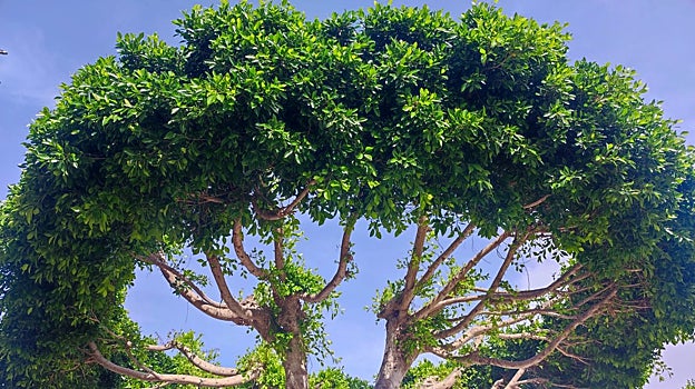 Las calles de Agua Amarga están salpicadas de casas encaladas, bellos pinos y magníficas buganvillas