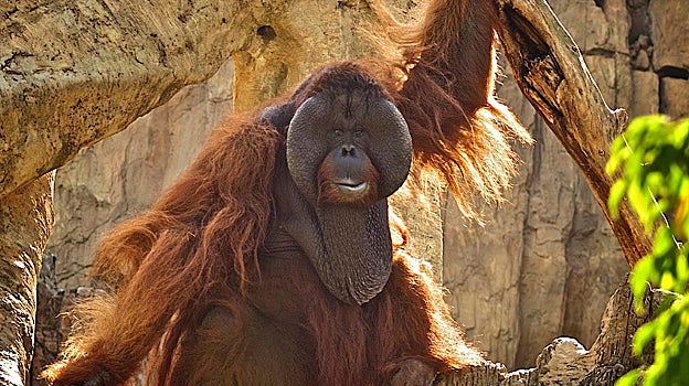 Una de las variedades de primate presentes en el Bioparc