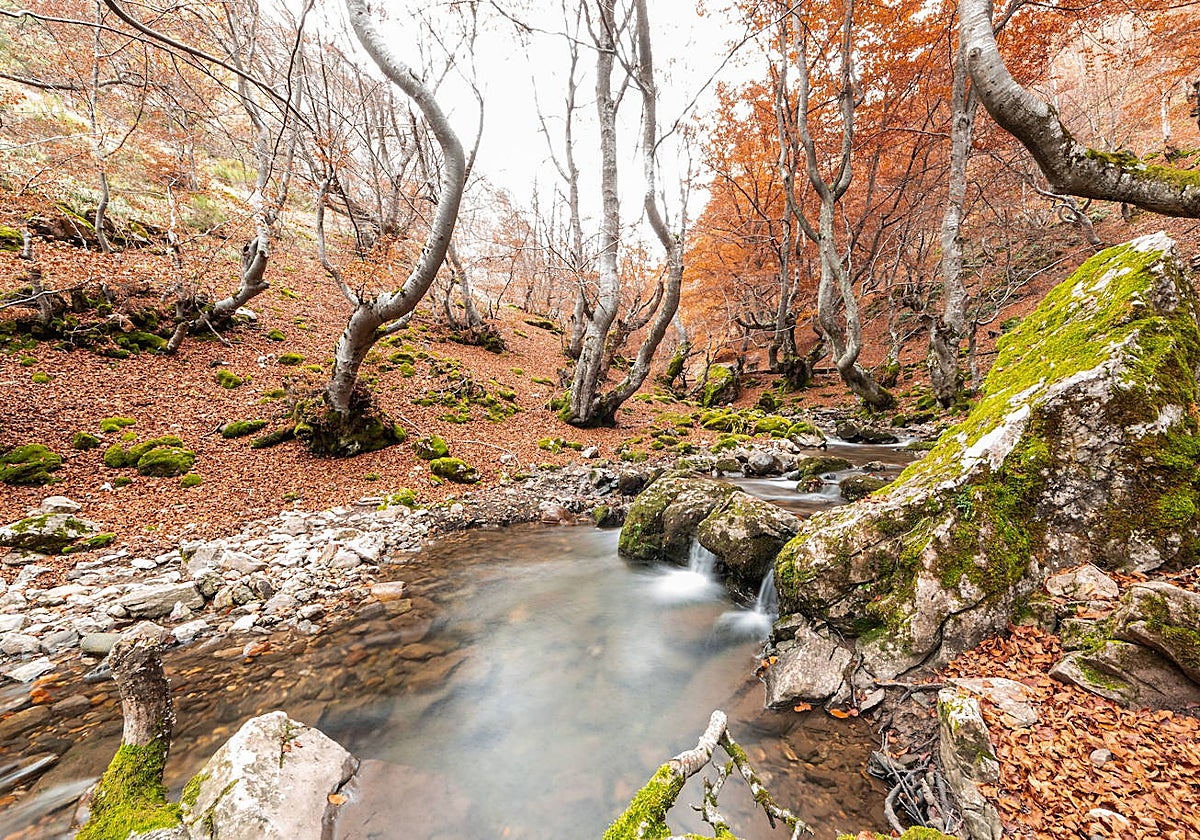 Hayedo de Ciñera, en la montaña leonesa
