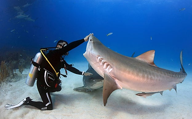 Karlos Simón con un tiburón tigre en una de sus inmersiones