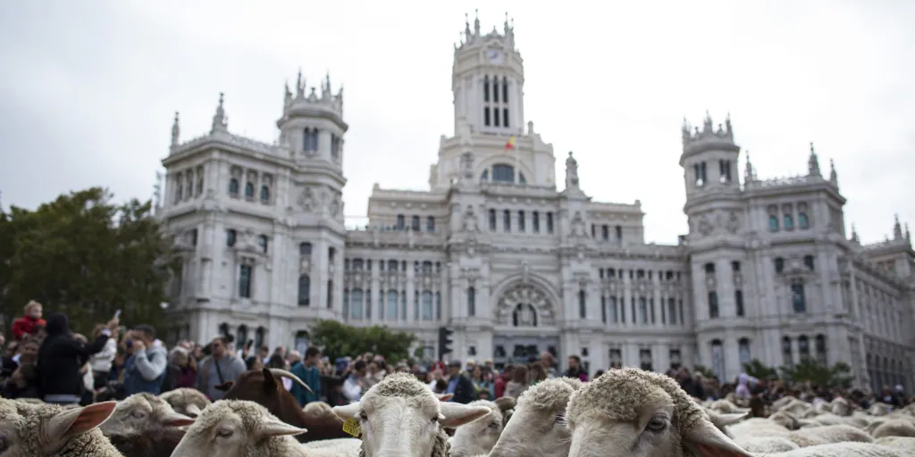 El camino que siguen las mil ovejas y 200 cabras que pasarán por el centro de Madrid