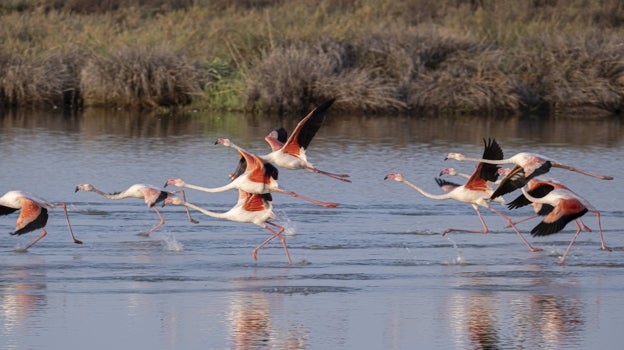 Flamencos en el Parque Nacional de Doñana