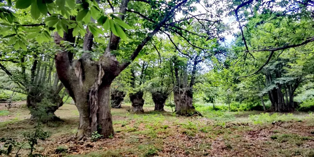 Cinco rutas de otoño inolvidables en una de las comarcas más bonitas de España