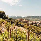 Visita a la aromática cuna del vermú del Priorat