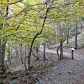 Un bosque de hayas mágico en el Sistema Central que es patrimonio de la humanidad