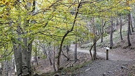 Un bosque de hayas mágico en el Sistema Central que es patrimonio de la humanidad