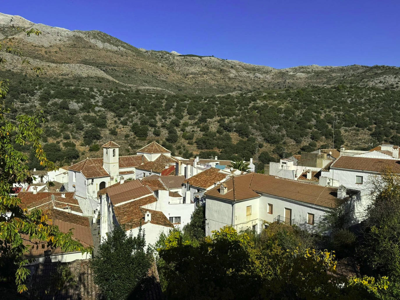 Parauta, Málaga. Pueblo blanco de la Serranía de Ronda que guarda en su trazado urbano la memoria de su pasado andalusí, calles estrechas y empinadas con casas de fachadas encaladas y cubierta de teja árabe, se adentra en el Parque Natural de la Sierra de Las Nieves, declarado por la Unesco Reserva de la Biosfera, donde se encuentra la famosa encina Valdecilla, centenario ejemplar de más de 3 metros de diámetro e impresionante porte.  En su gastronomía destaca la sopa de tomate o la olla y productos típicos como la miel.