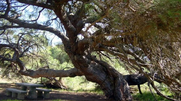 Este espectacular ejemplar de pino piñonero podría tener una historia de más de 300 años