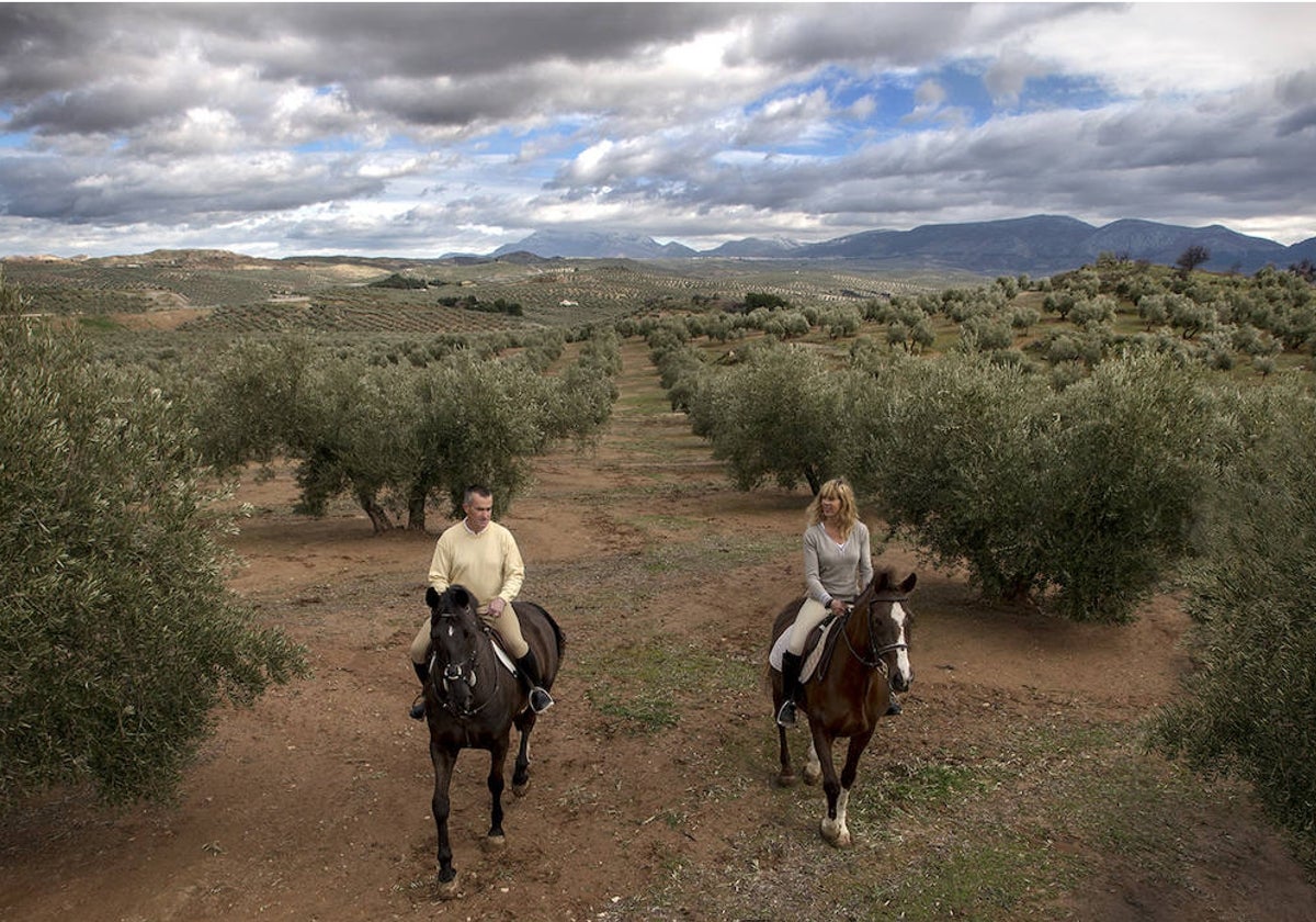 En este territorio del interior de Andalucía hay más de 66 millones de olivos