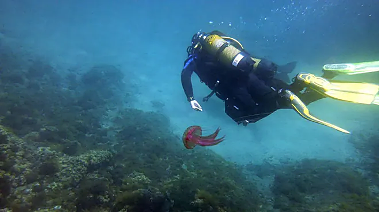 Imagen de un buceador practicando submarinismo en la zona