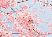 El municipio malagueño que se convierte en el 'Japón andaluz' en primavera con sus cerezos en flor
