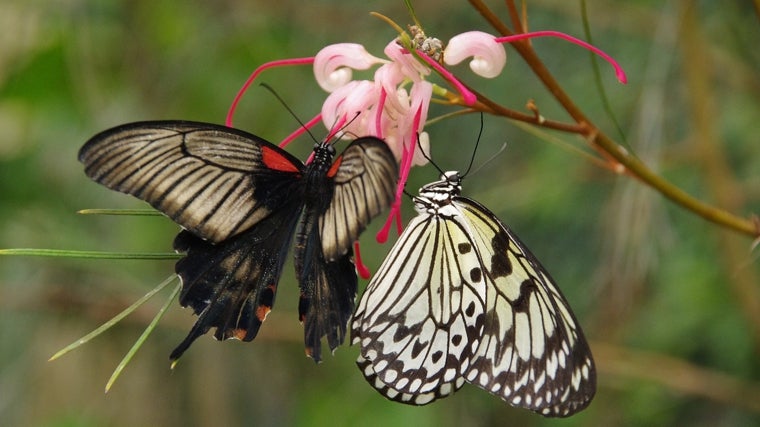 Mariposario de Benalmádena (Málaga)