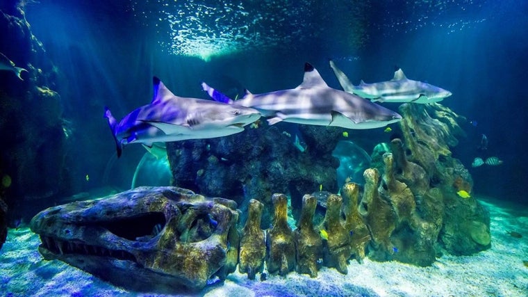 Sea Life en Benalmádena (Málaga)