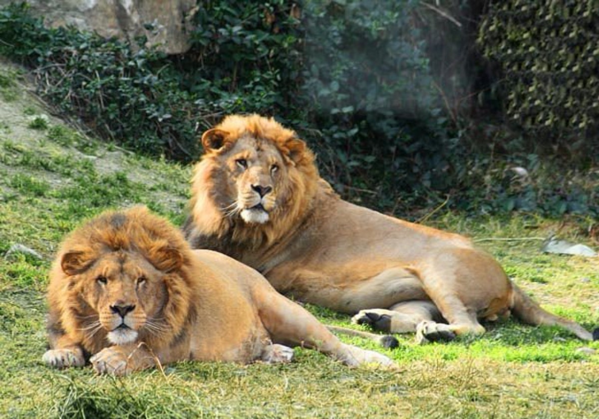 Leones en poblado central de Selwo Aventura de Estepona (Málaga)