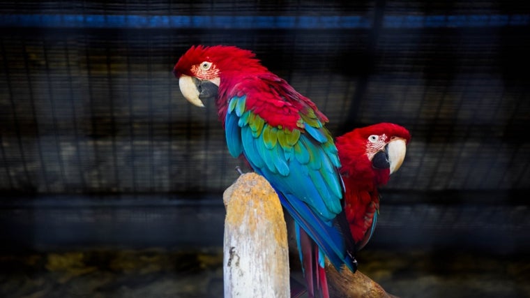 Parque Ornitológico 'Loro Sexi' en Almuñécar (Granada)