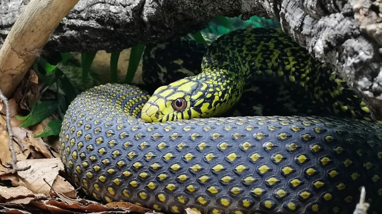 Snakeroom Serpentarium en Fuengirola (Málaga)